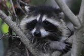 Raccoon Common Bandit