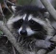 Raccoon